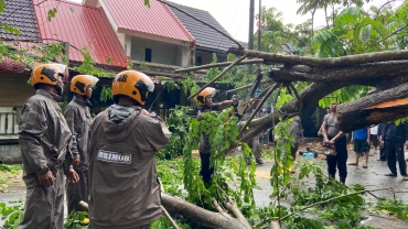 BRIMOB POLDA KEPRI EVAKUASI POHON TUMBANG TIMPA RUMAH WARGA DI SAGULUNG